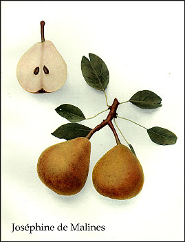 jos_malines