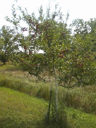 smittystree
