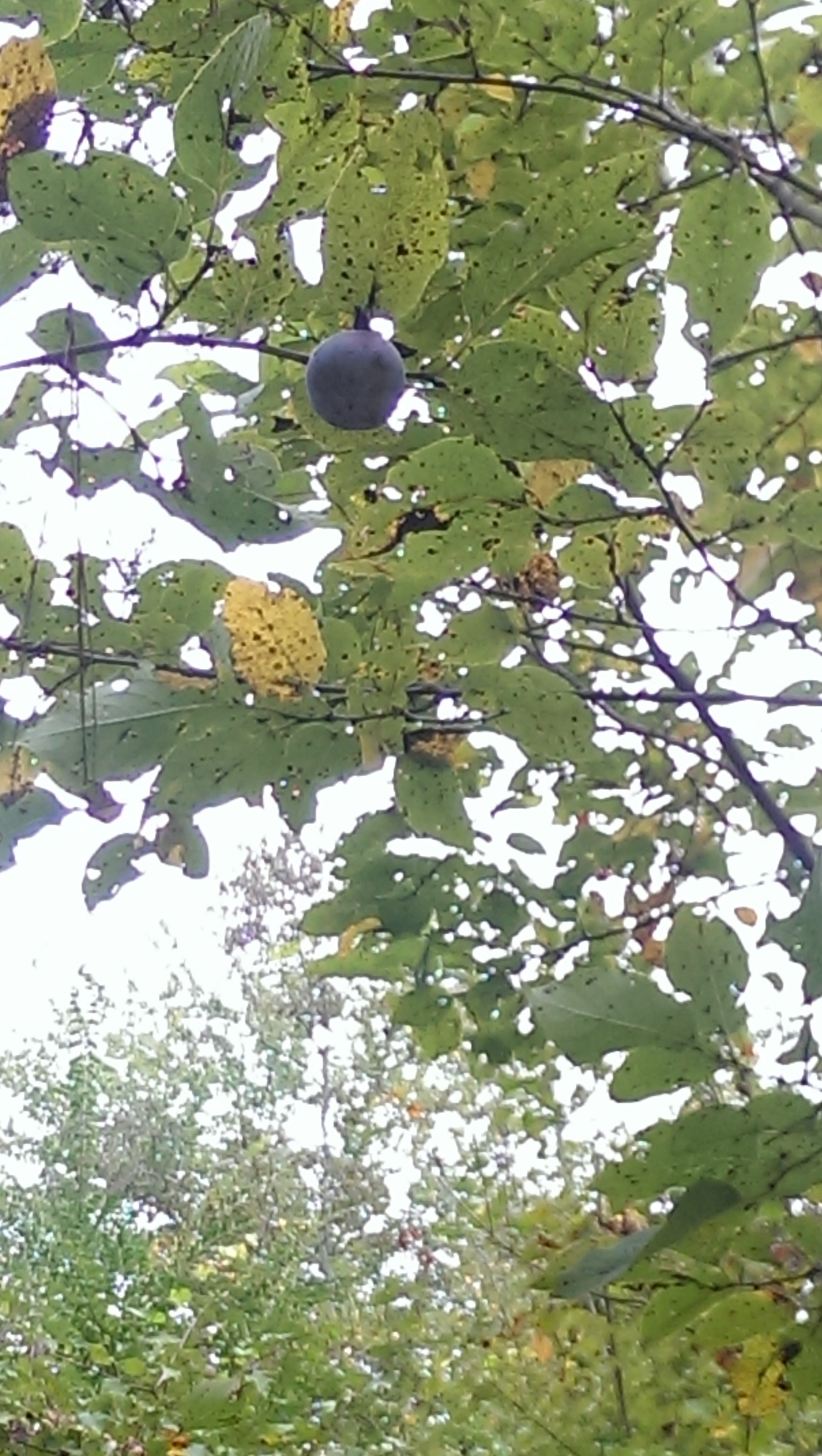 Blue Black Fruited Kaki Persimmon General Fruit Growing Growing Fruit