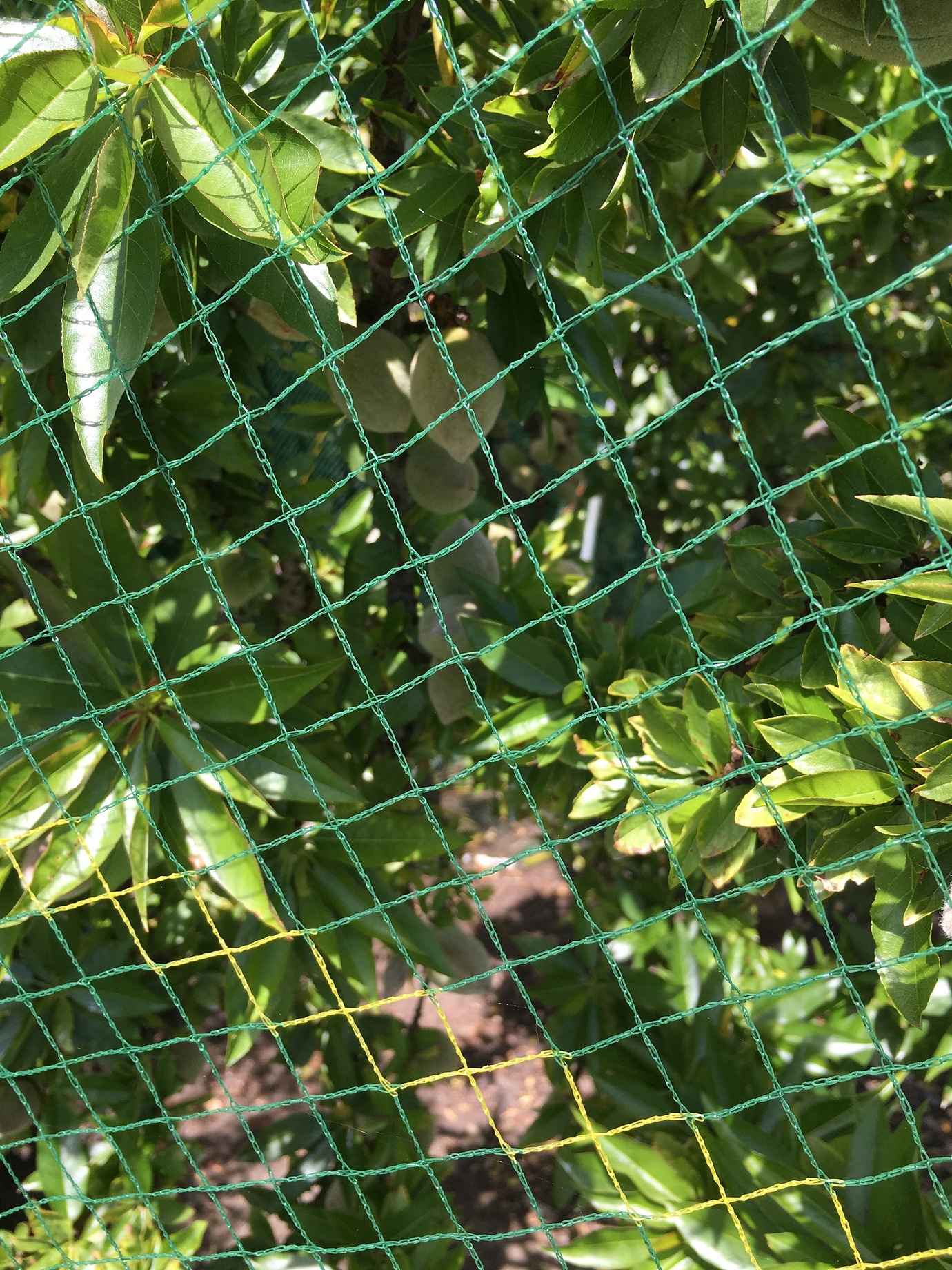 Garden Prince Genetic Dwarf Almond - Pictures! - Growing Fruit