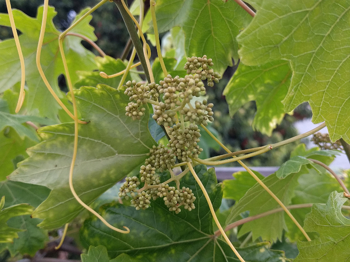 Hybrid Grape Southern Home General Fruit Growing Growing Fruit