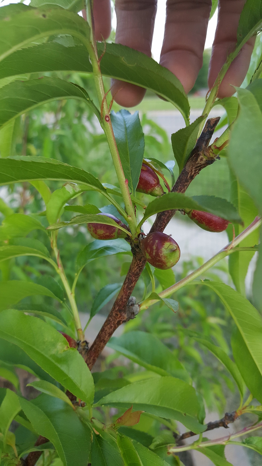 Nectarines for Zone 5 General Fruit Growing Growing Fruit