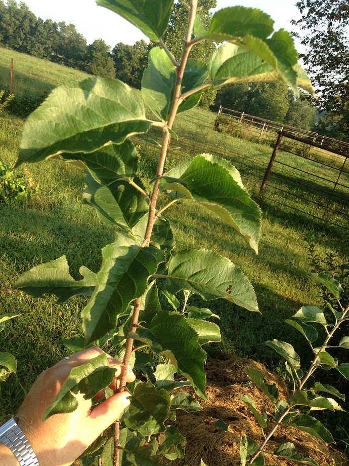 What Is Wrong With My Apple Tree General Fruit Growing Growing Fruit what-is-wrong-with-my-apple-tree-general-fruit-growing-growing-fruit