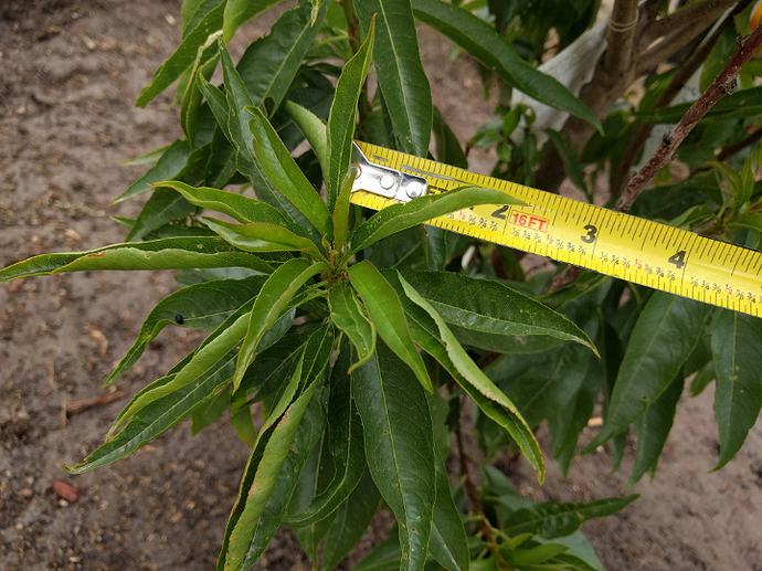 Garden Prince Genetic Dwarf Almond - Pictures! - Growing Fruit