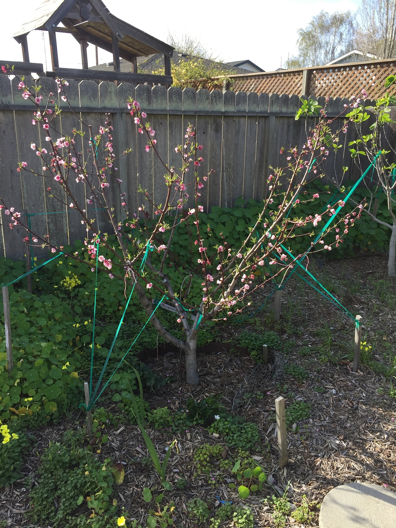 Sudden peach tree disaster General Fruit Growing Growing Fruit