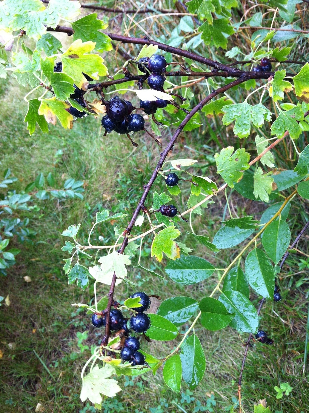 Is Crandall Clove Currant selffertile? General Fruit Growing