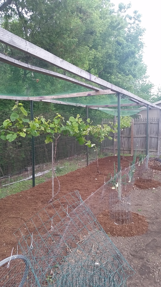 Blueberry cage roof question General Fruit Growing Growing Fruit