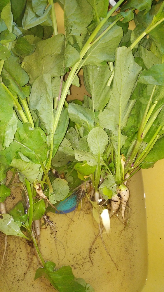 Radish bolting General Gardening Growing Fruit