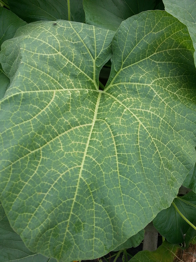 Bottle gourd leaves are green but veins are yellow General Gardening
