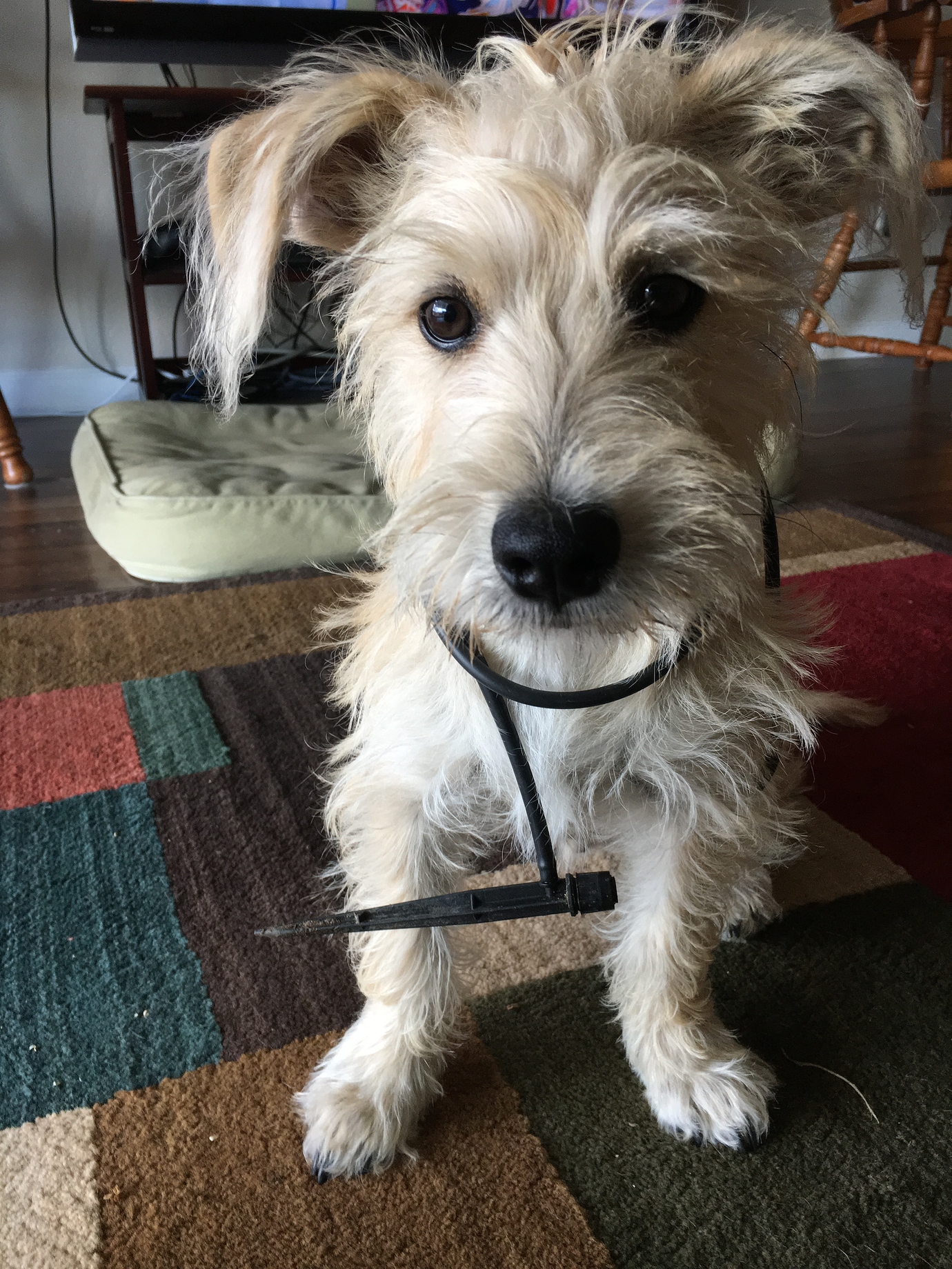 Plum tree oozing sap General Fruit Growing Growing Fruit