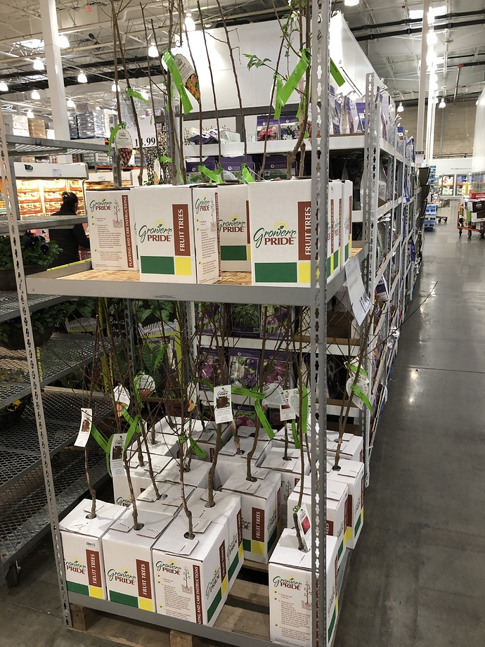 Costco Trees General Fruit Growing Growing Fruit