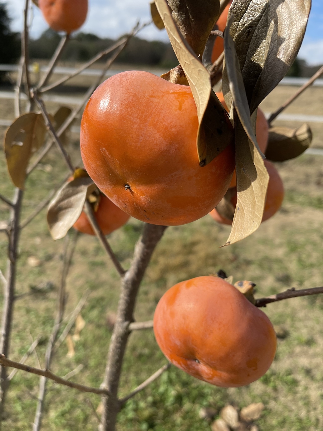Nonastringent persimmon General Fruit Growing