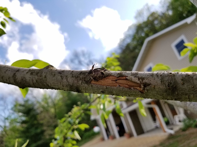 Fire Blight Bartlett Pear General Fruit Growing Growing Fruit