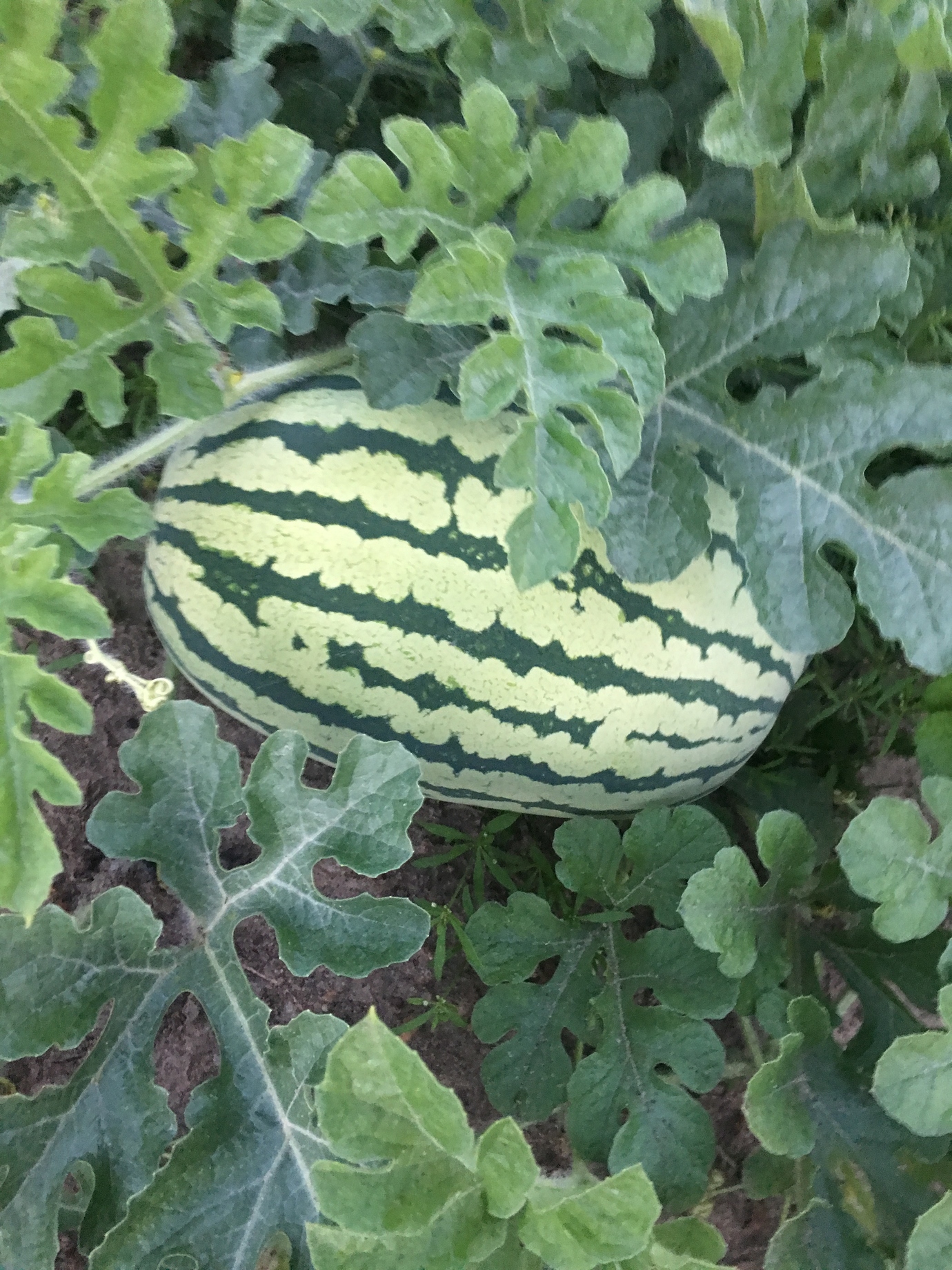 Watermelon &amp; Melon Growing 2019 General Fruit Growing