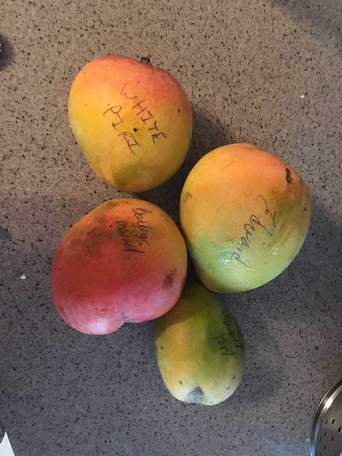 Mail order mangos from Florida General Fruit Growing Growing Fruit
