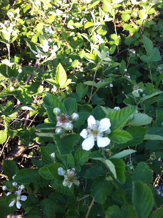 Blackberries by the gallons - General Fruit Growing - Growing Fruit How Much Is A Gallon Of Blackberries