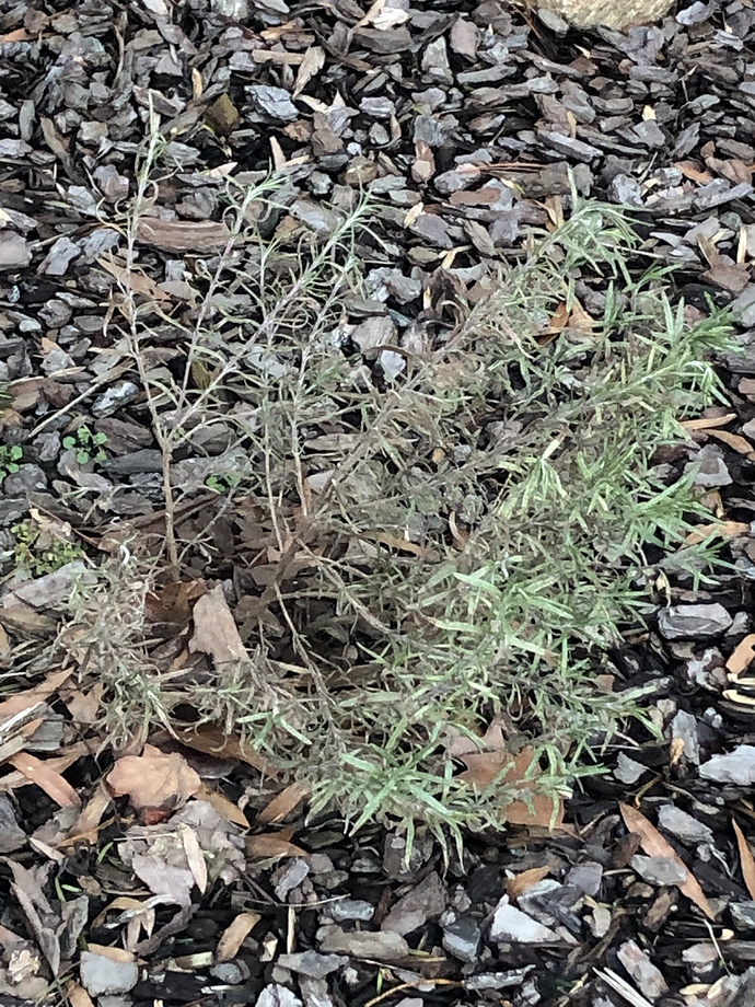 Hardiness of ‘Arp’ rosemary vs species General Gardening Growing Fruit
