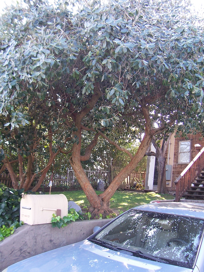 Pruning pineapple guava General Fruit Growing Growing Fruit