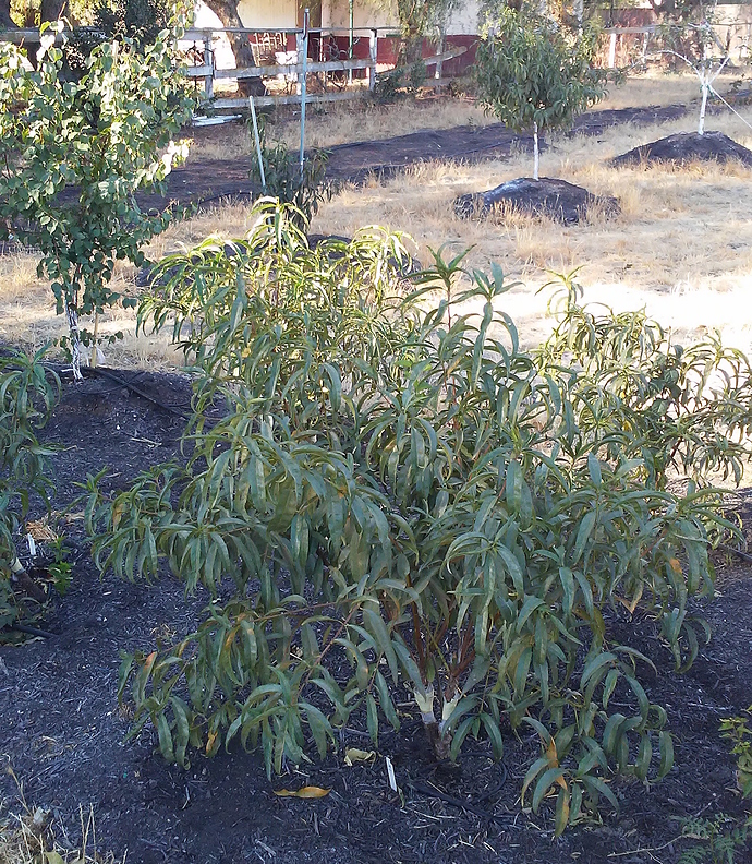 Growing Apricots Zone 6a General Fruit Growing Growing Fruit