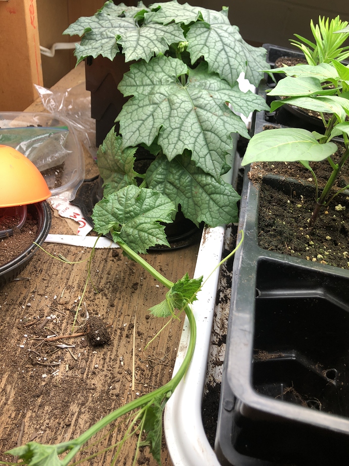 What do you do if plants get too big, too fast? General