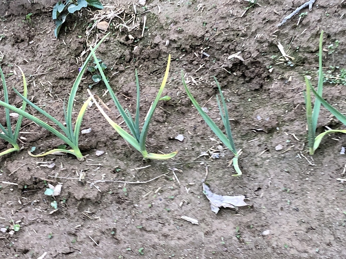 Garlic turning yellow? General Gardening Growing Fruit
