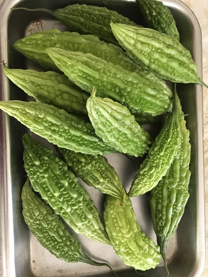 Bitter Melon General Fruit Growing Growing Fruit