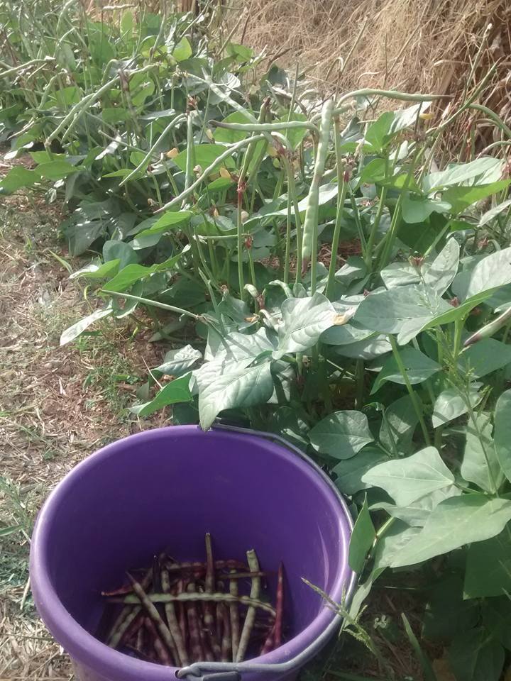 Purple hull peas starting to harvest General Gardening