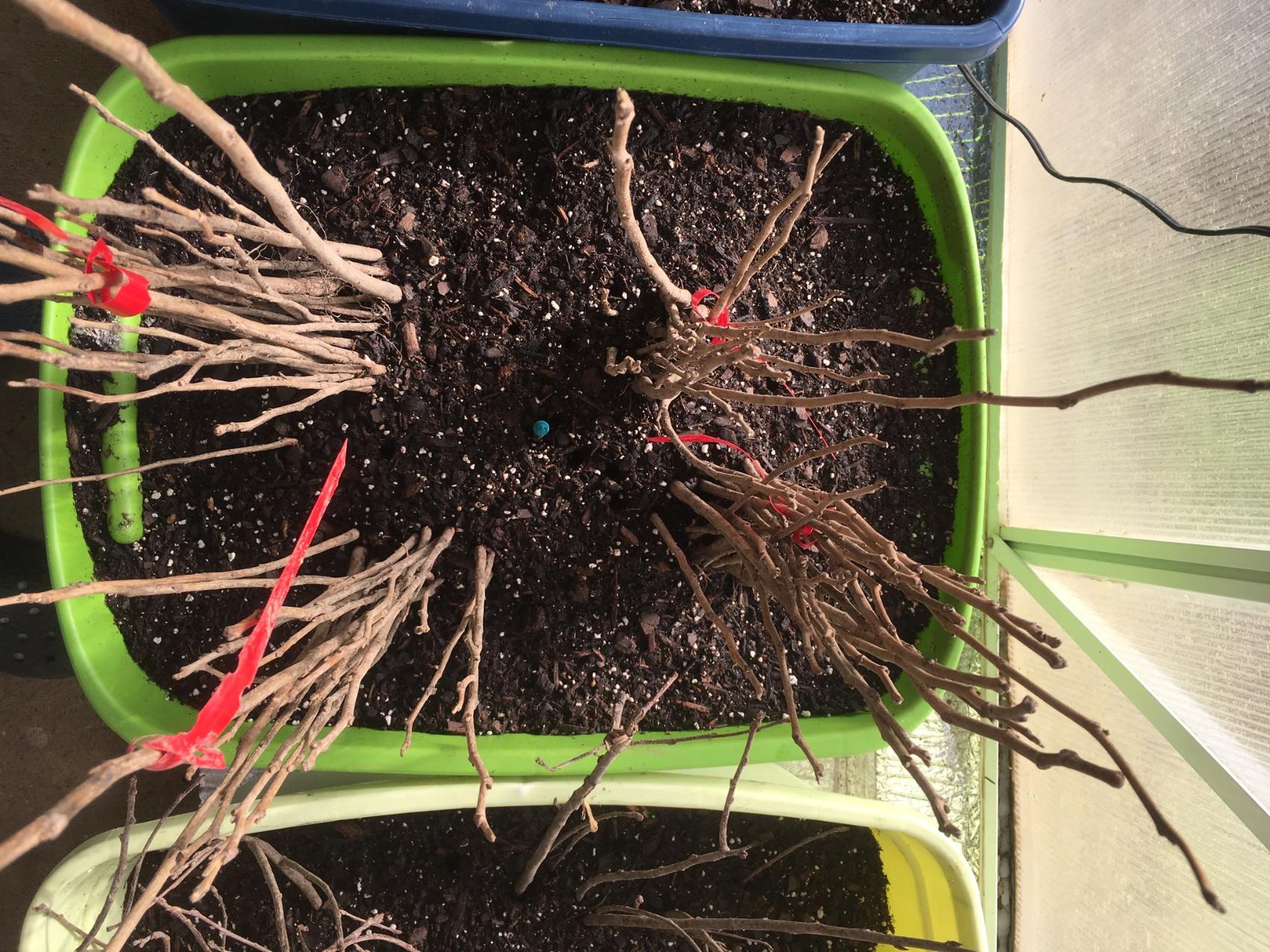 2018 Missouri State Nursery SeedlingRootstocks General Fruit Growing