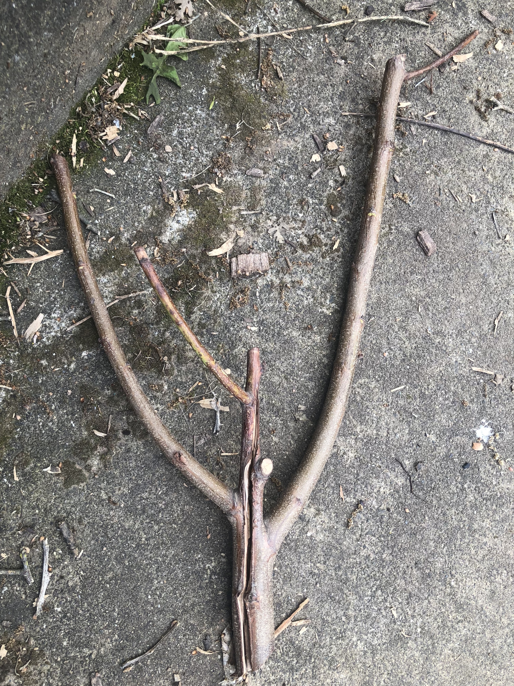 Peach Tree Initial Pruning - General Fruit Growing ...