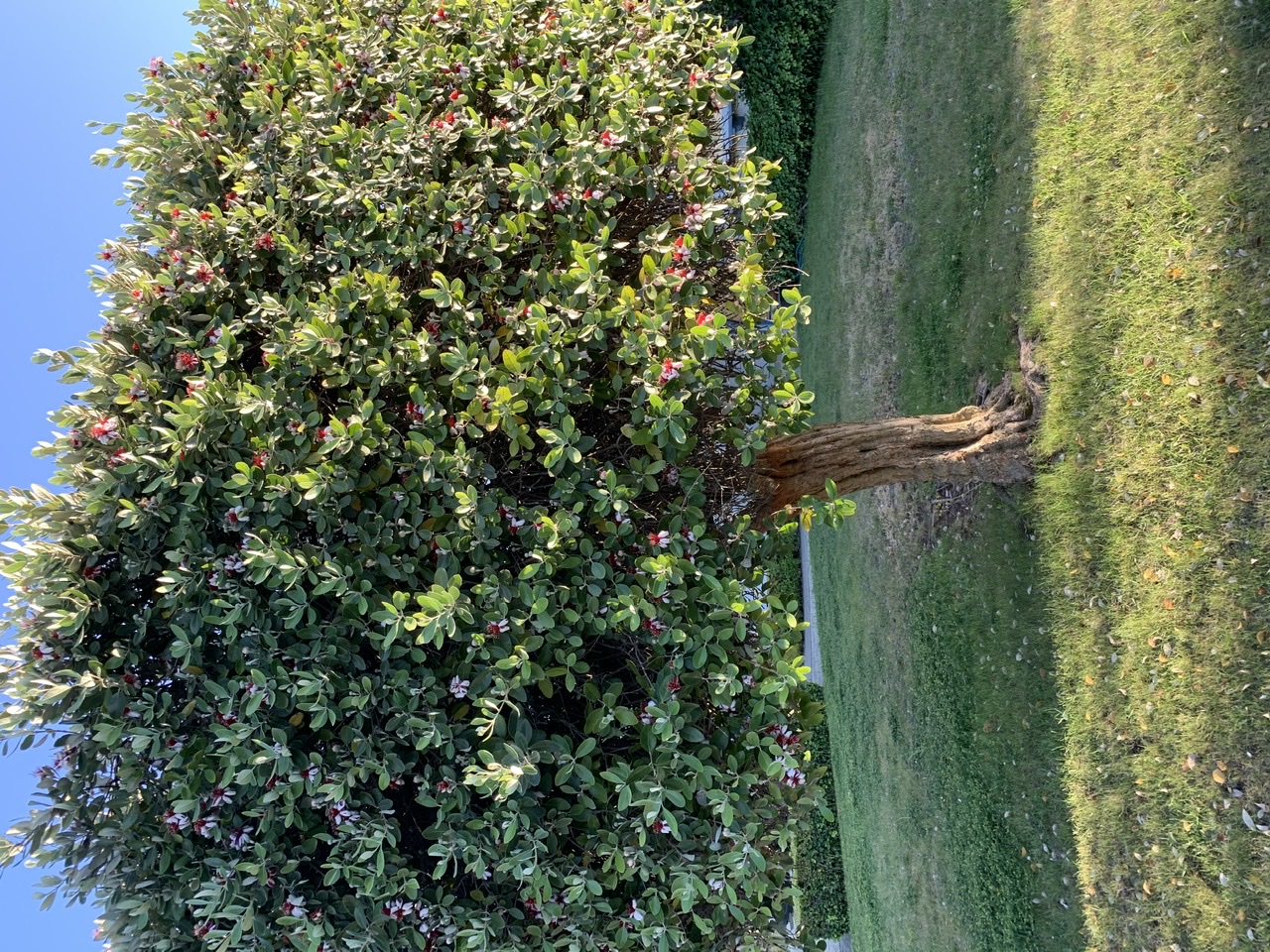 Feijoa trees in full bloom General Fruit Growing Growing Fruit