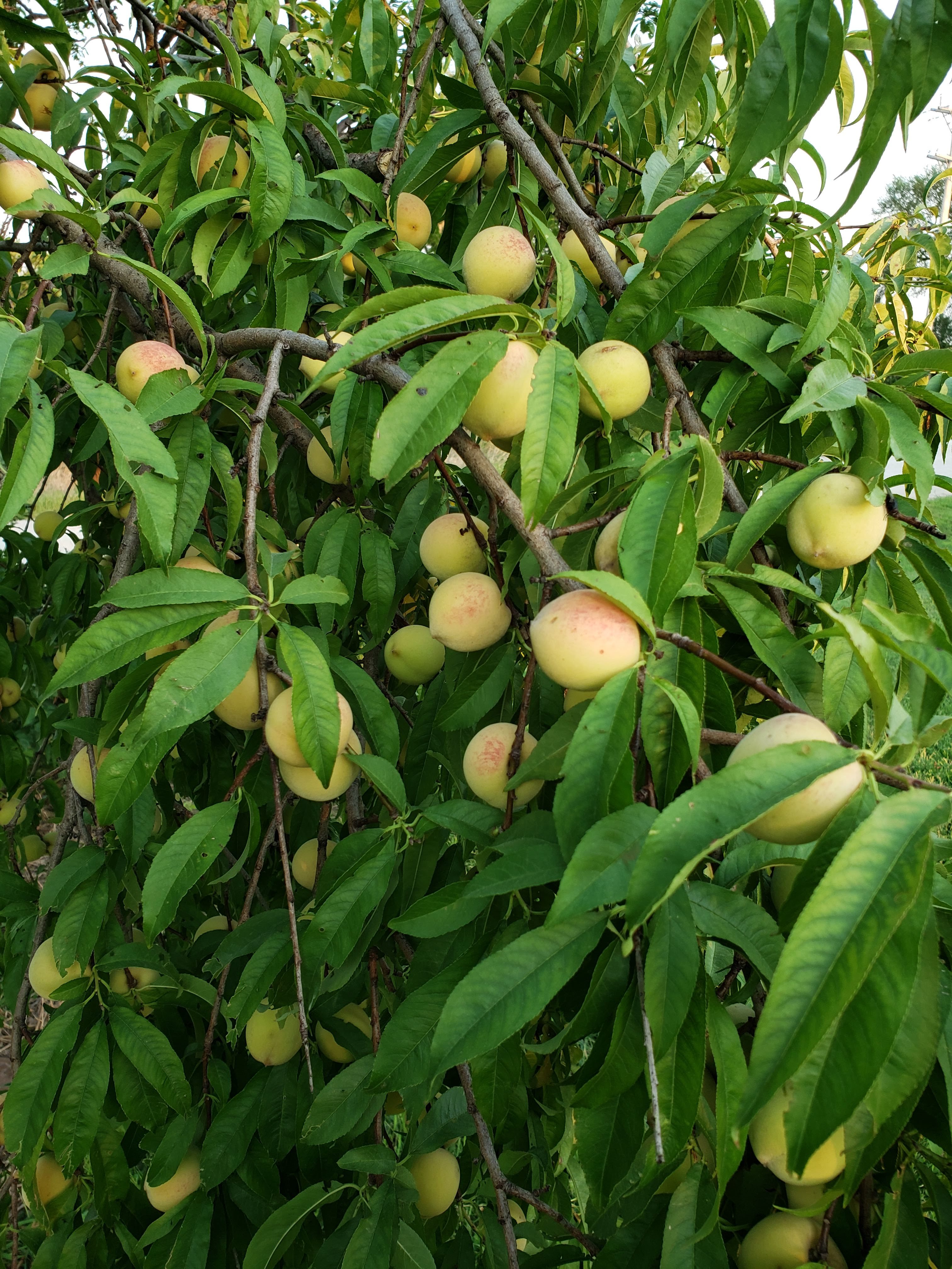 Are these apricots? General Fruit Growing Growing Fruit