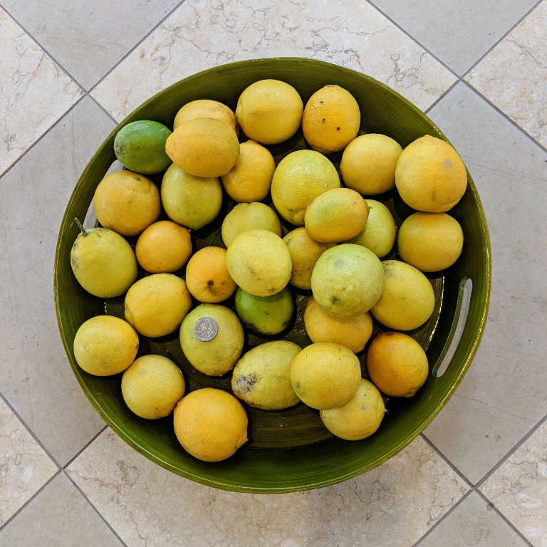 Bearss Lime Pictures! Growing Fruit