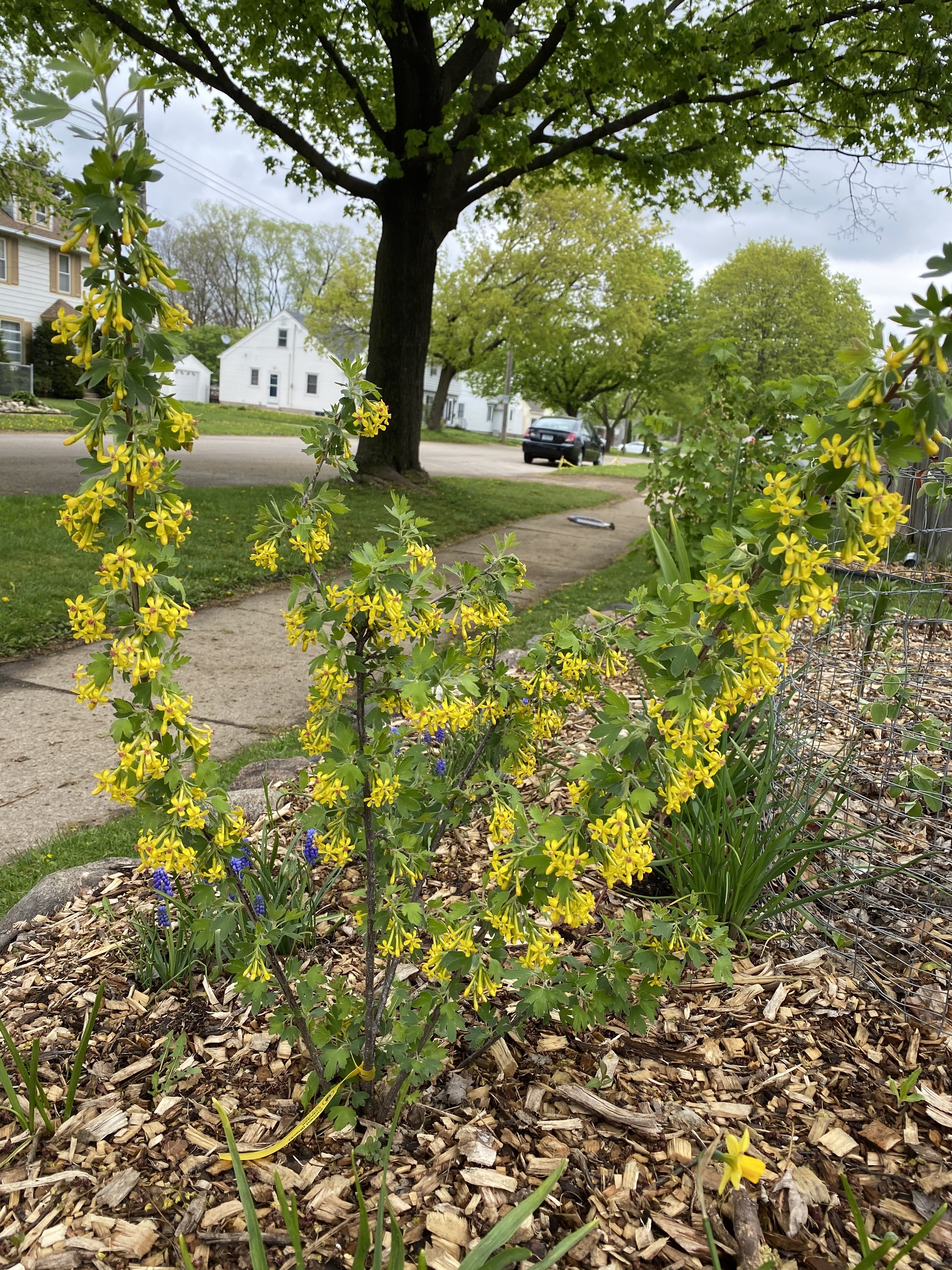 Clove currants great smelling blooms & delicious fruit! General