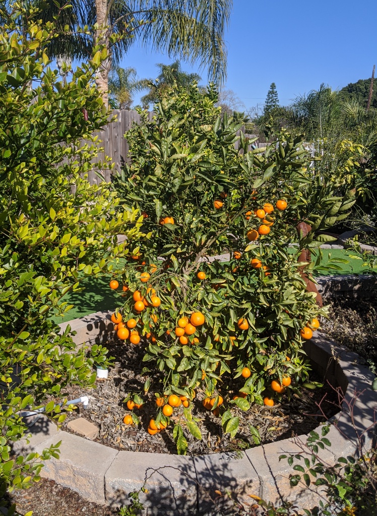 Minneola Tangelo Pictures! Growing Fruit