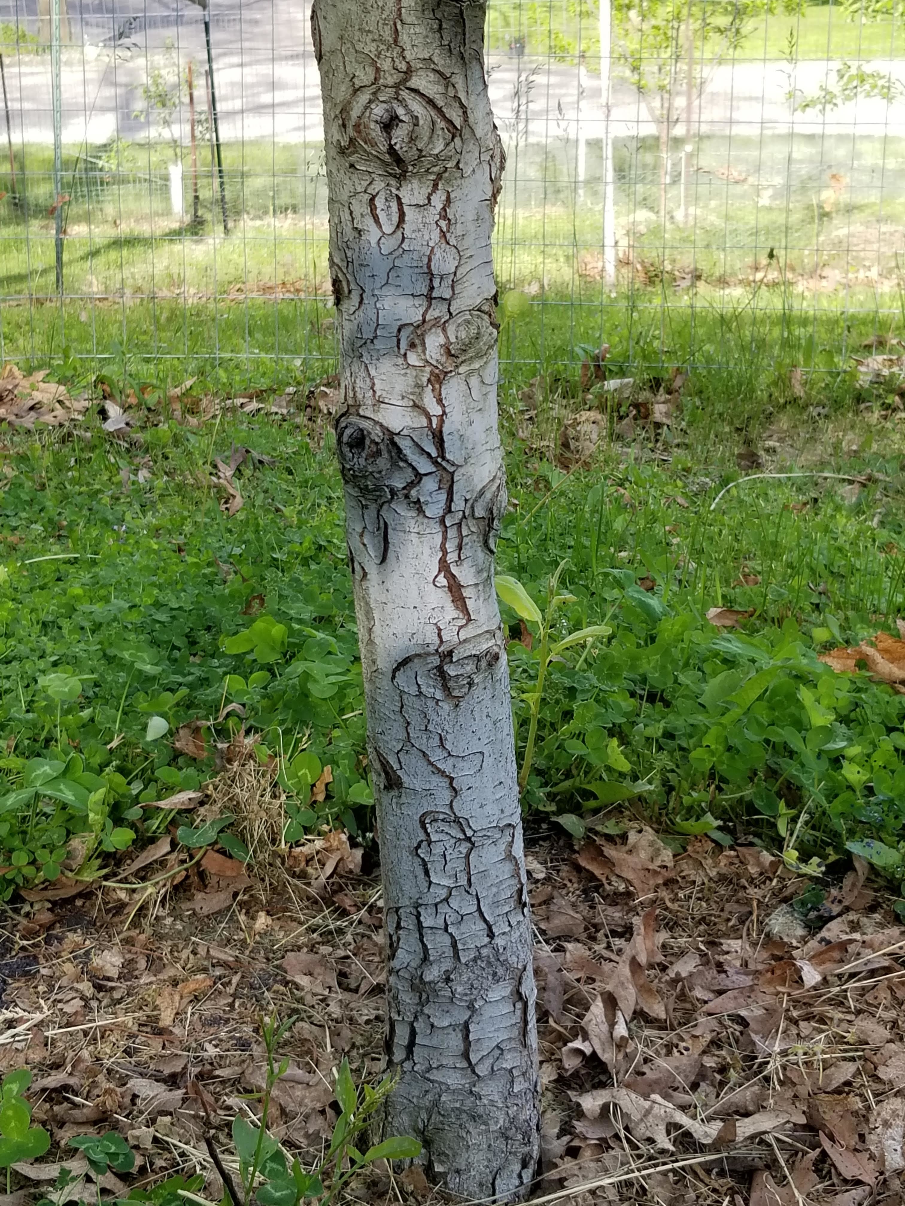 Fire Blight Bartlett Pear General Fruit Growing Growing Fruit