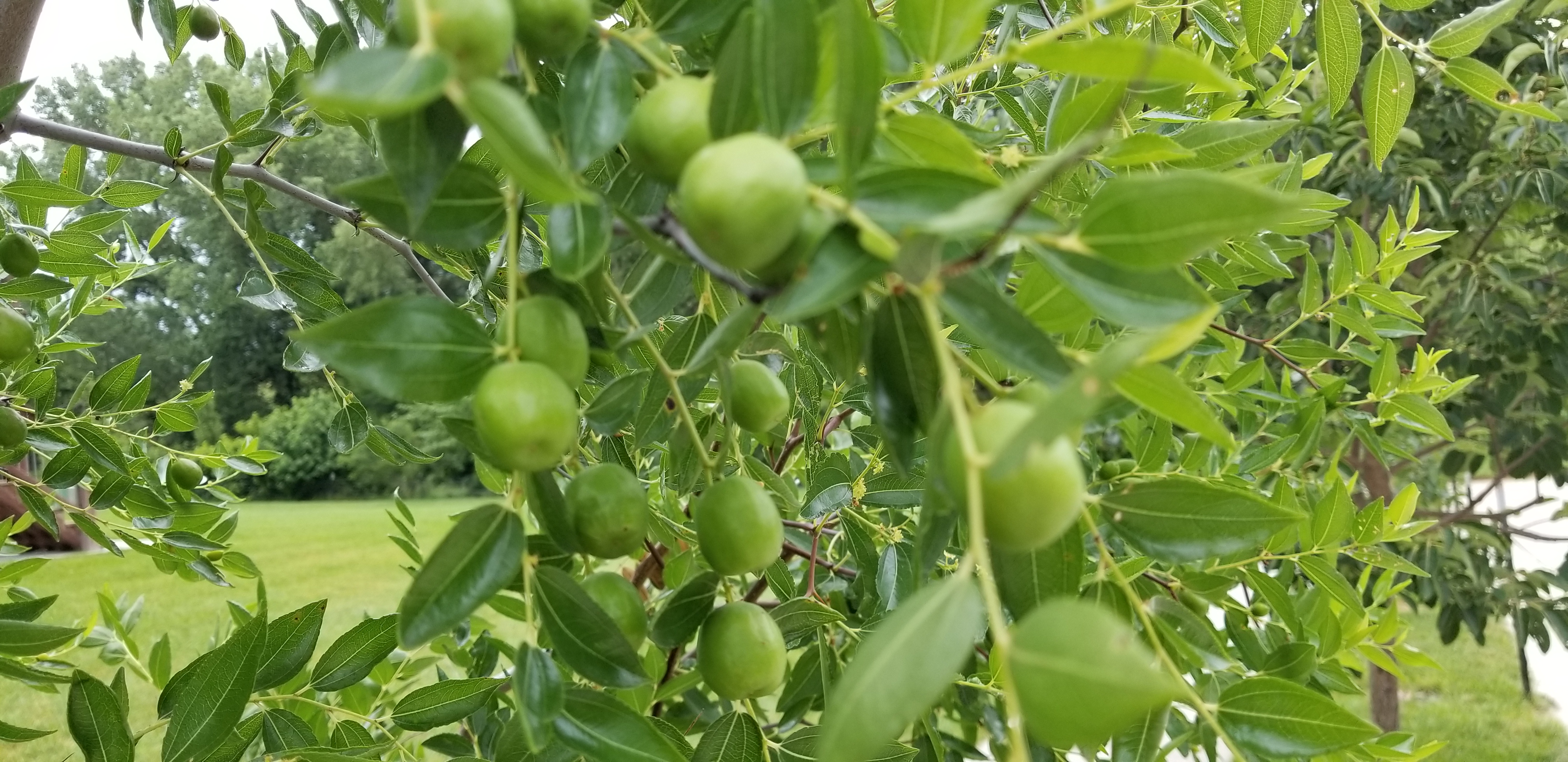 Honey Jar and Sugar Cane Jujubes just became available! General Fruit