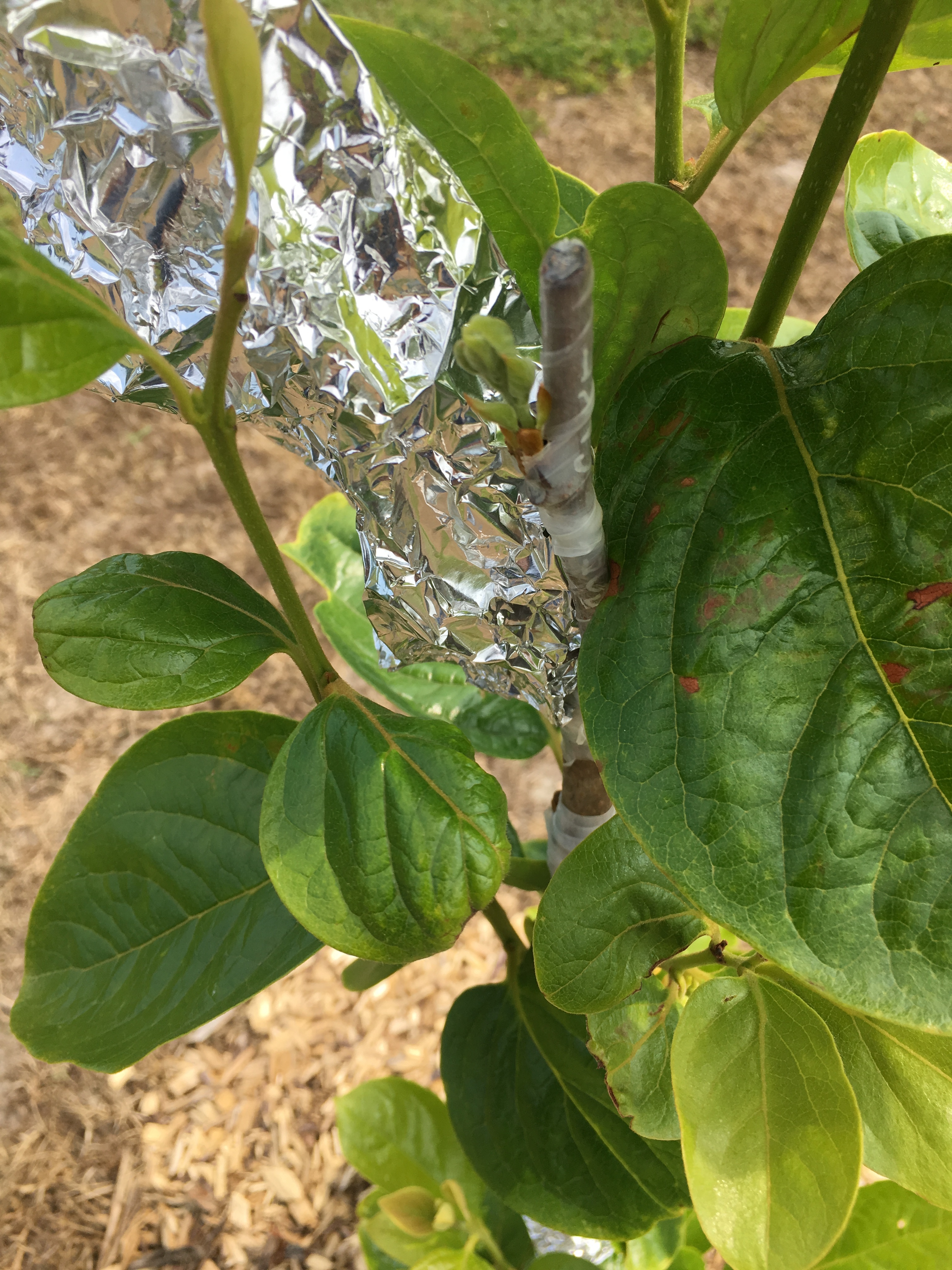 Grafting Persimmon tree General Fruit Growing Growing Fruit