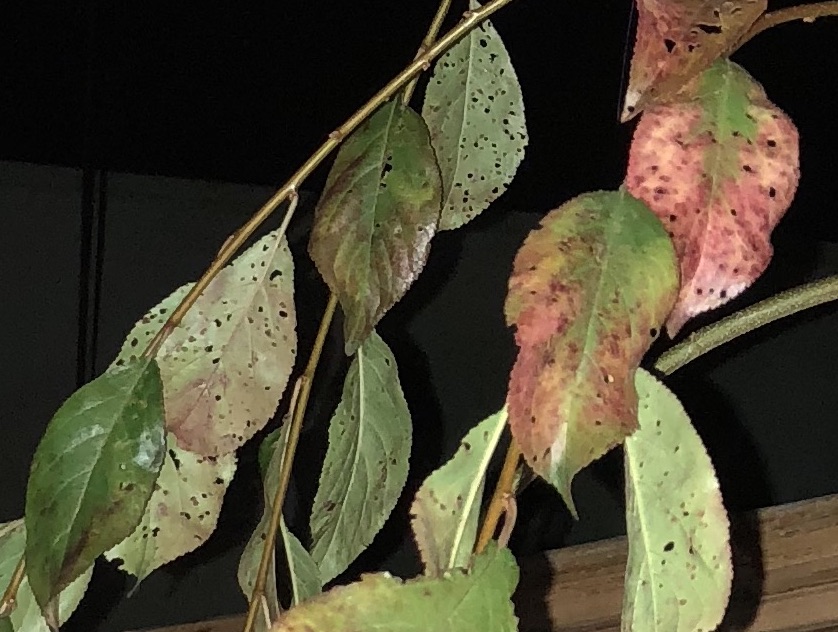 Plum Leaf Holes + Treatment General Fruit Growing Growing Fruit