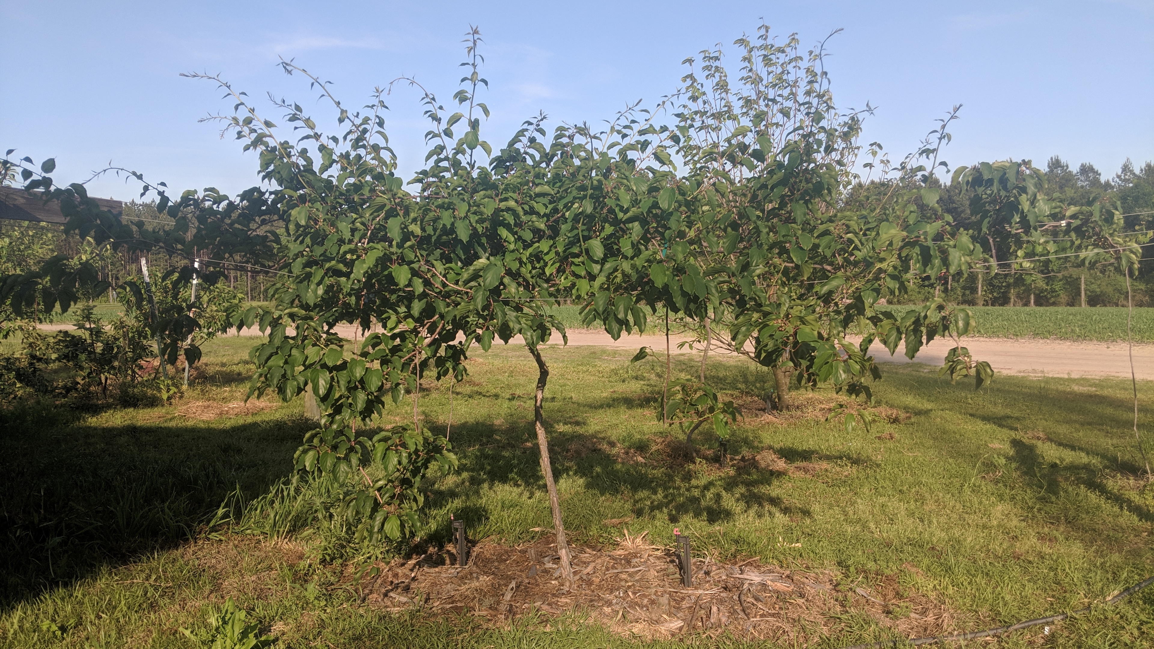 Growing Issai hardy kiwi without a pollinator? General Fruit Growing
