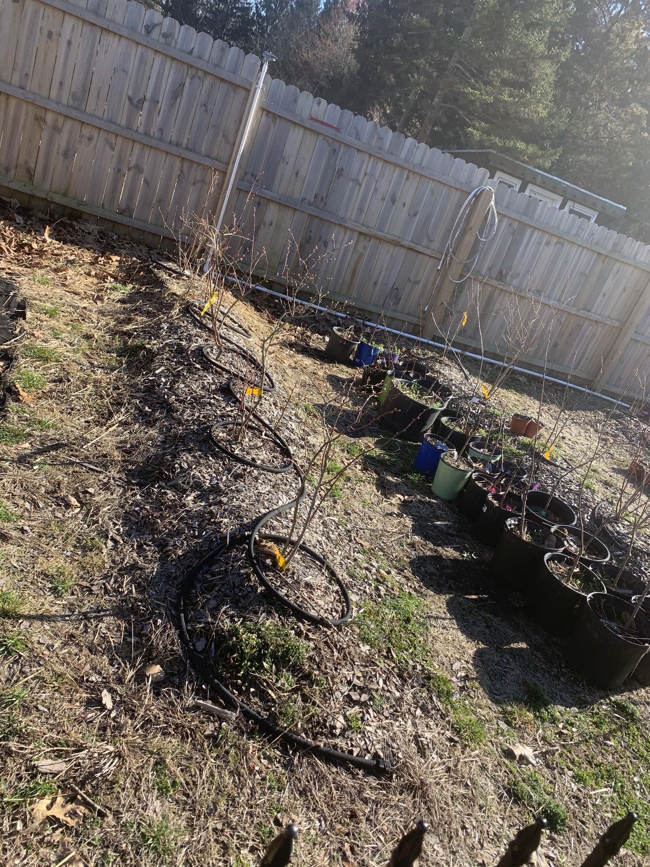 Which Blueberries to grow in zone 7a7b General Fruit Growing