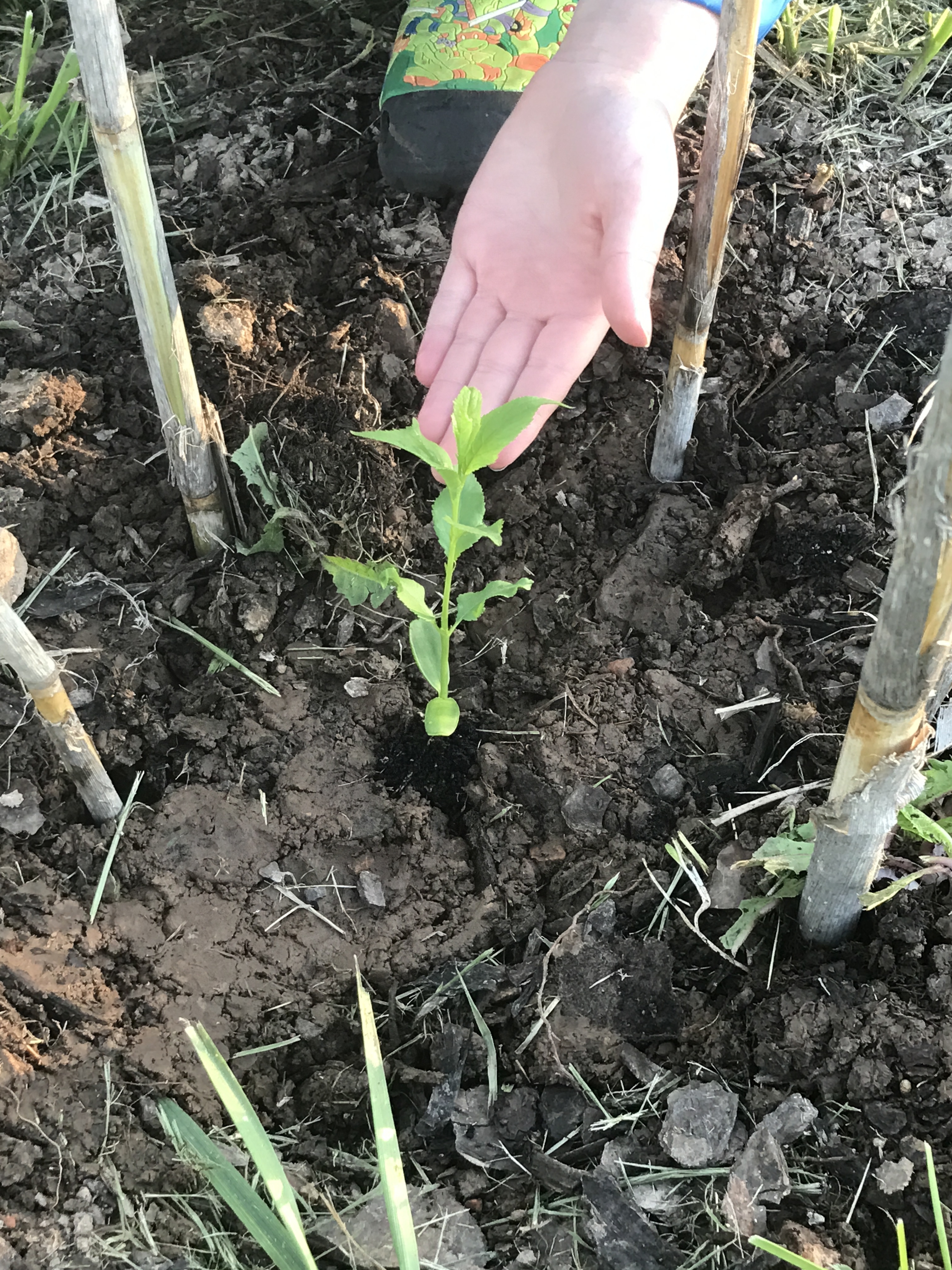 Plum from seed General Fruit Growing Growing Fruit