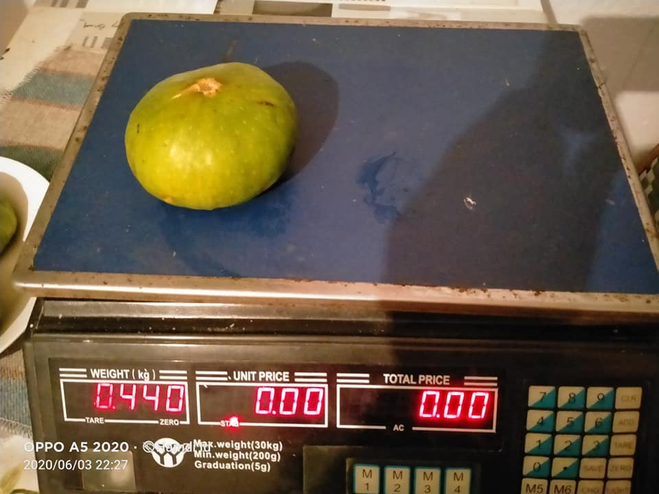 Heaviest fig record? General Fruit Growing Growing Fruit