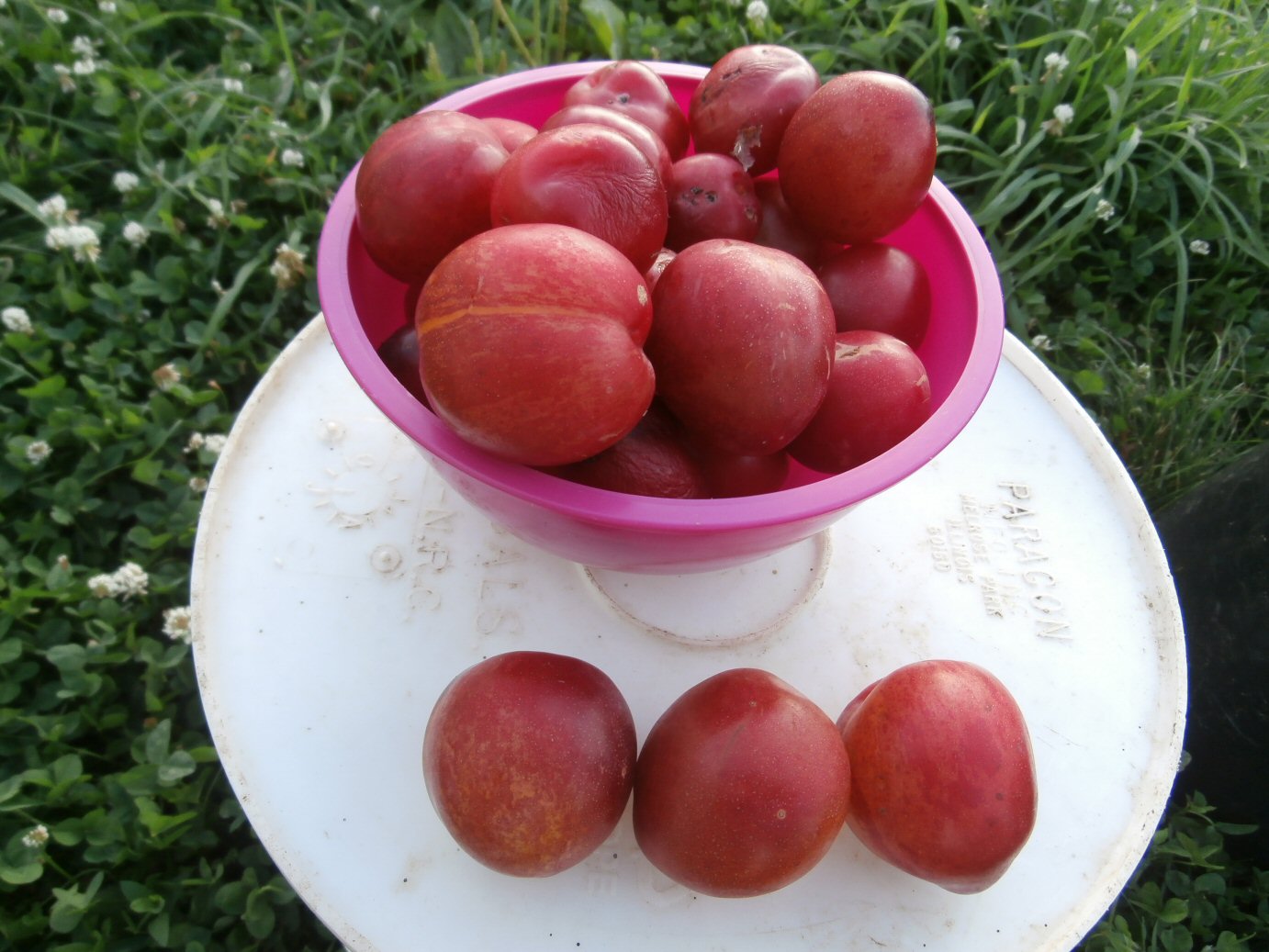 Plum Plum