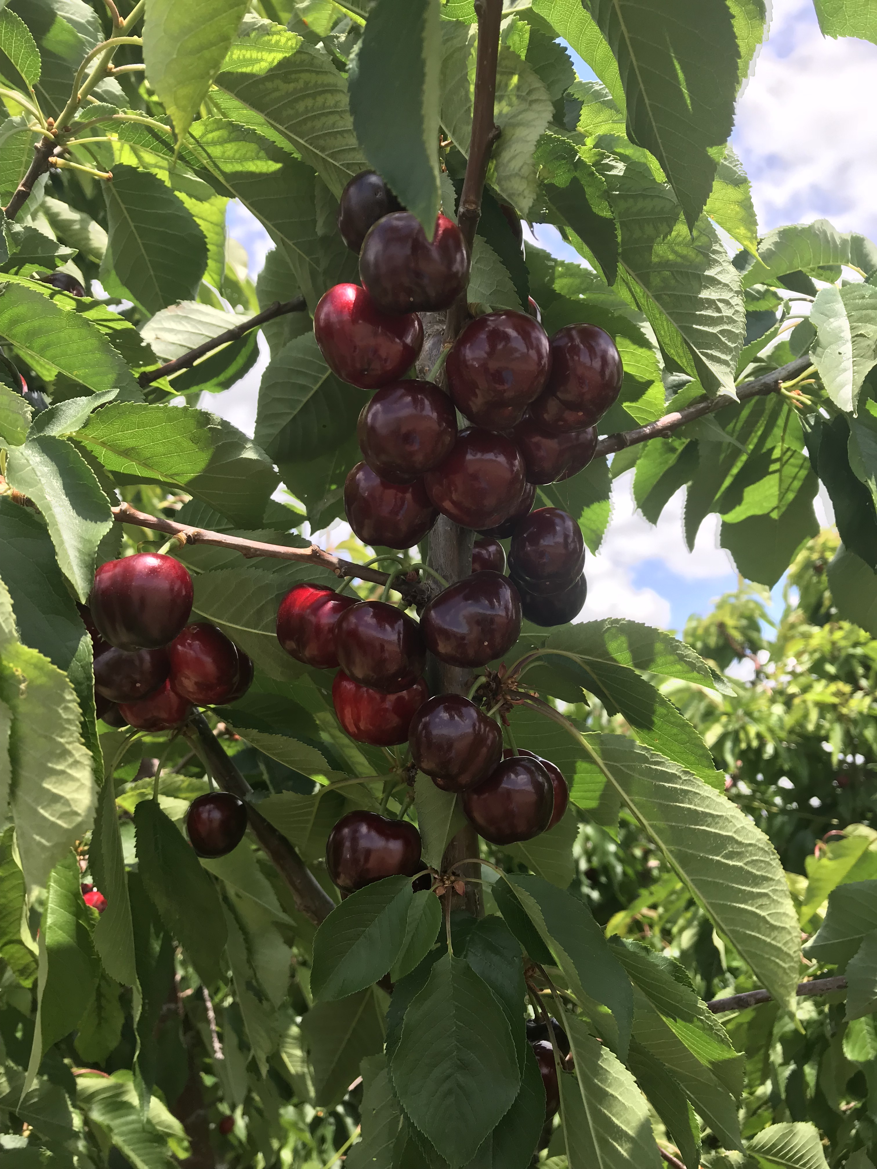 Costco’s most expensive cherry General Fruit Growing Growing Fruit