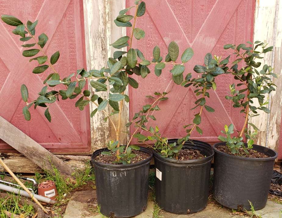 Pineapple Guava grafting General Fruit Growing Growing Fruit