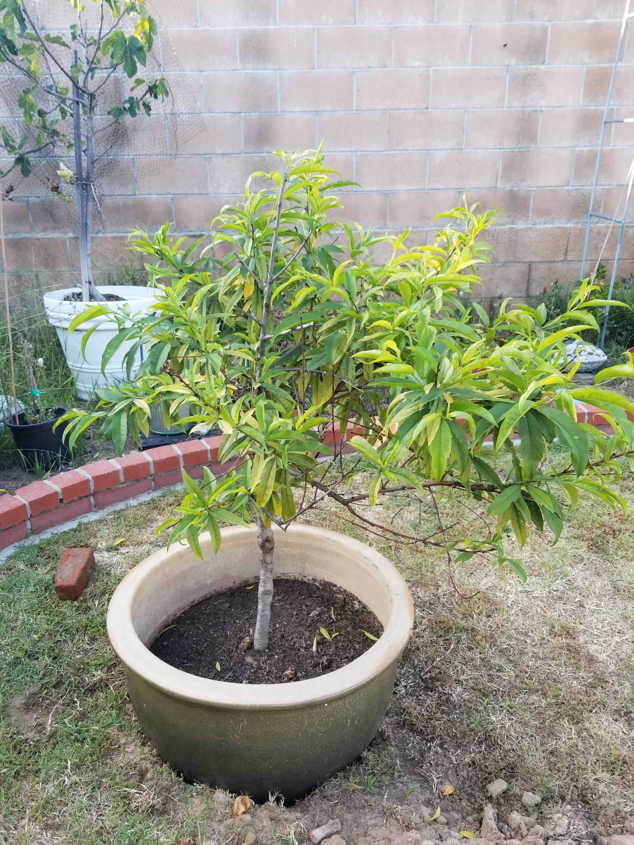Help with young peach tree General Fruit Growing