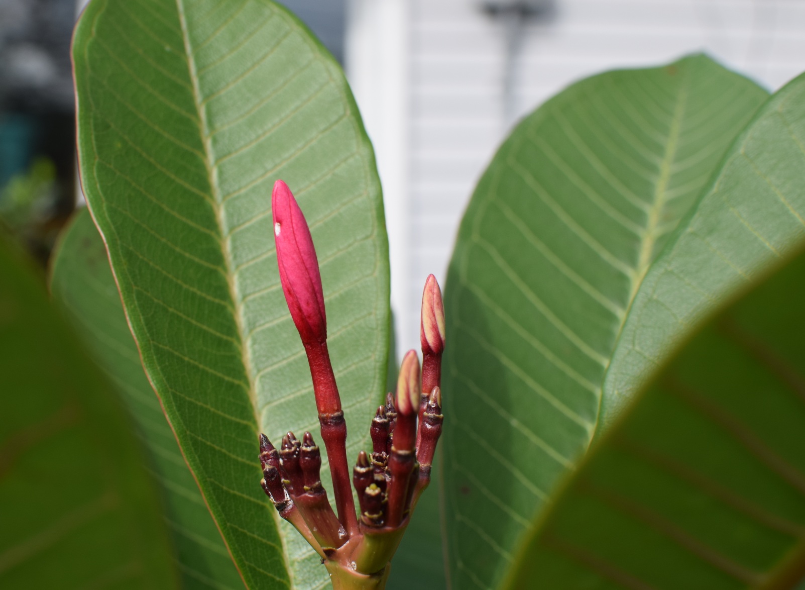Plumeria getting ready to bloom Pictures! Growing Fruit