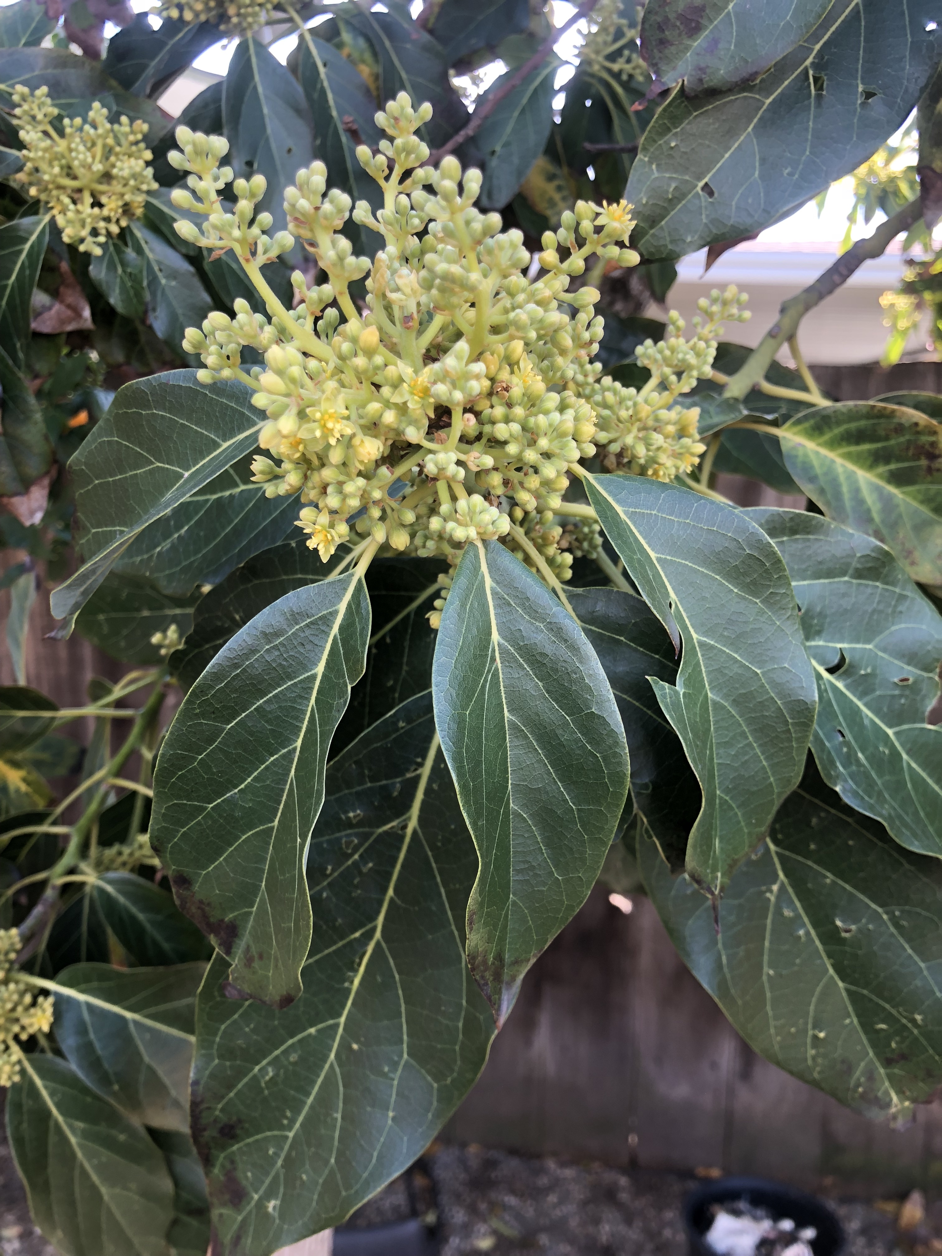 Help with the avocado tree - General Fruit Growing ...