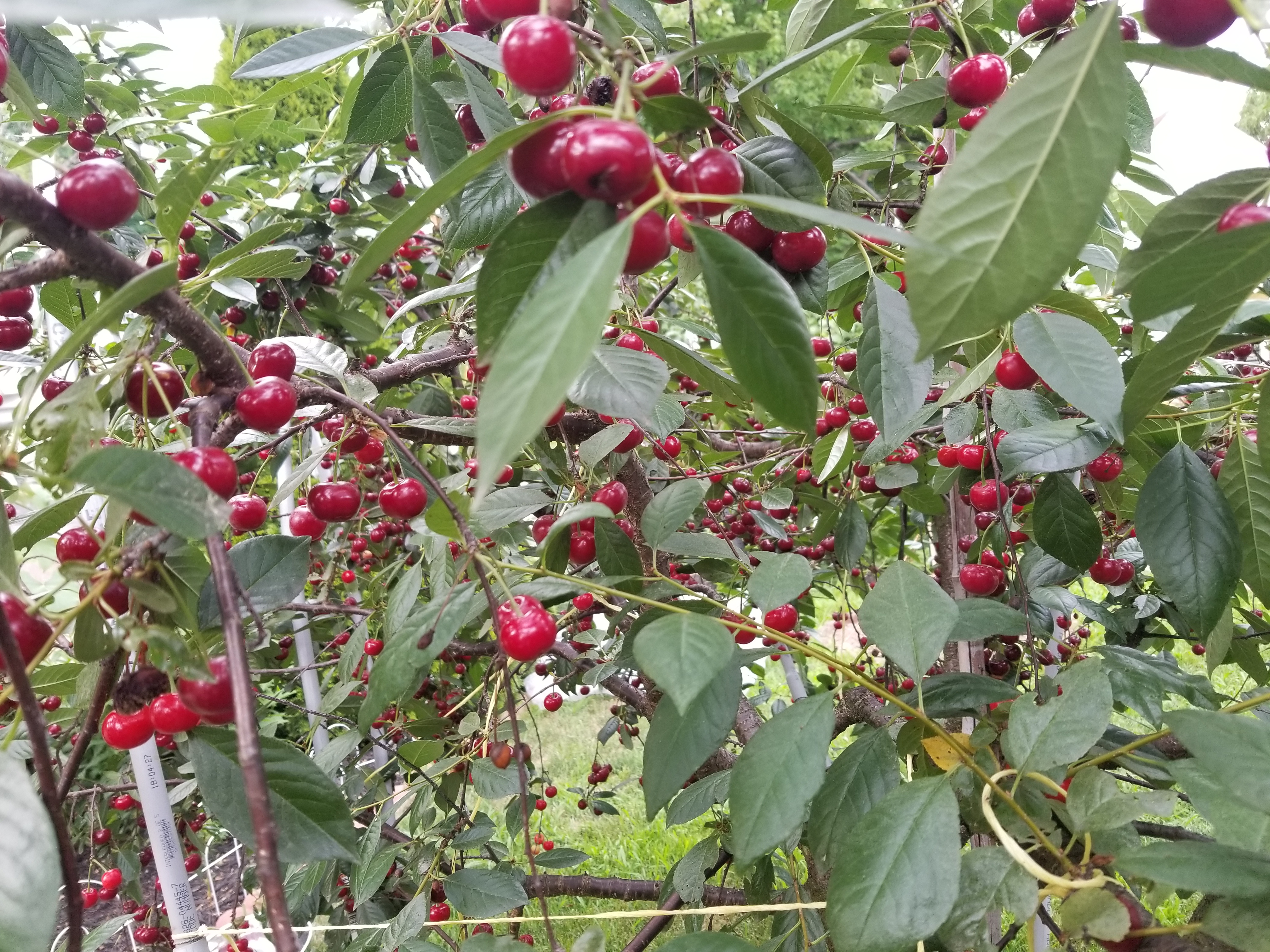 North Star Sour Cherry For A Change Pictures Growing Fruit
