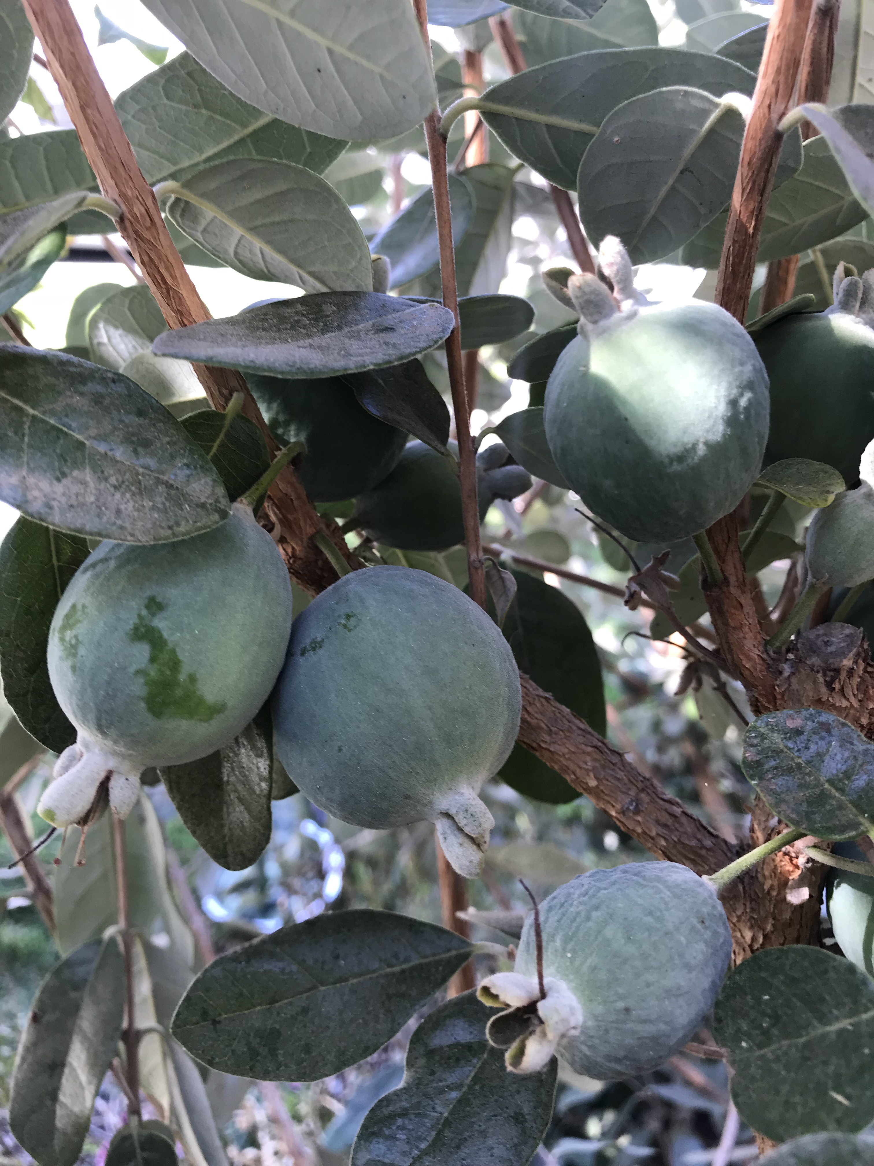 Pineapple Guava harvest time General Fruit Growing Growing Fruit